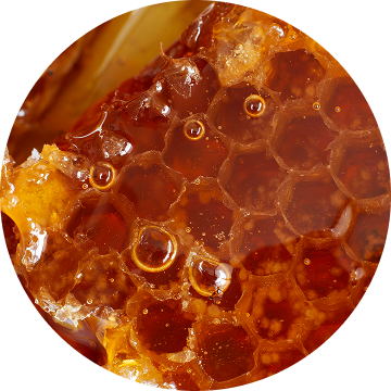 Collagène hydrolysé